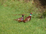 FZ009268 Two male common Pheasants (Phasisnus colchicus) in field.jpg